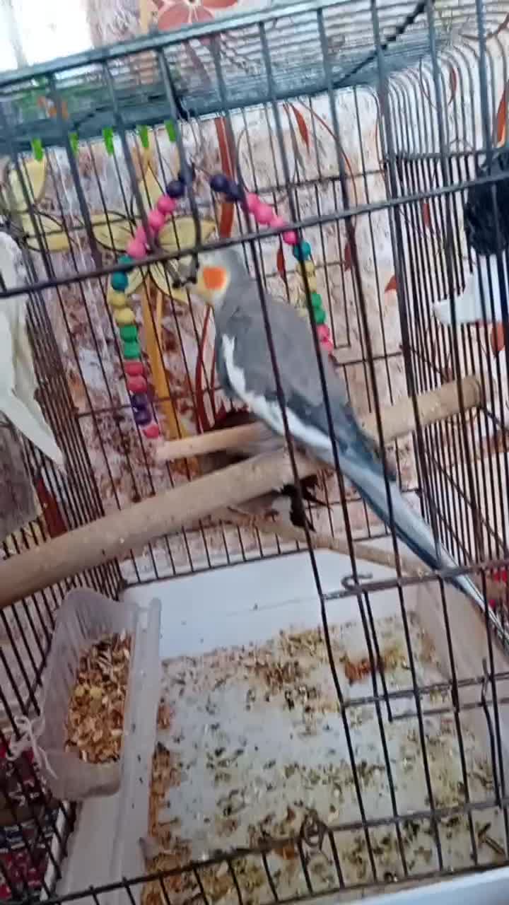 عروس هلندی|پرنده|زابل, |دیوار