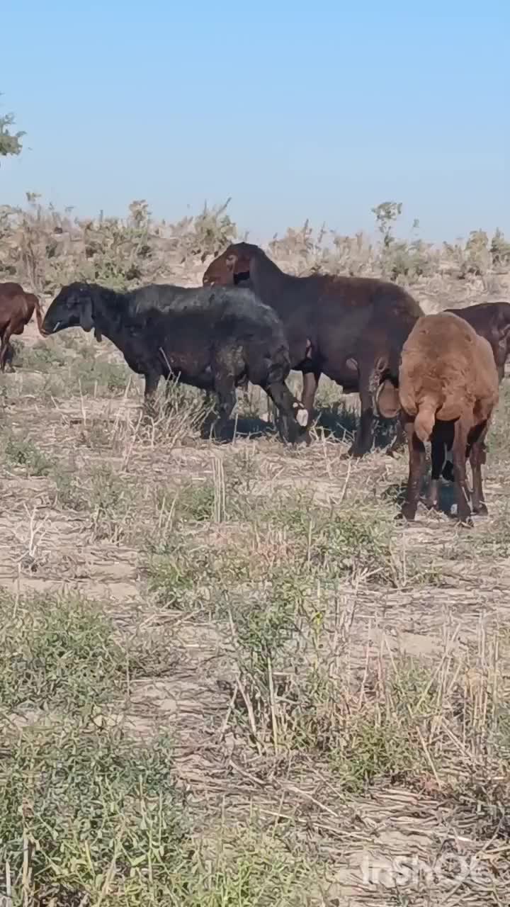 قوچ همو صادراتی اصل لخت|حیوانات مزرعه|انبارآلوم, |دیوار