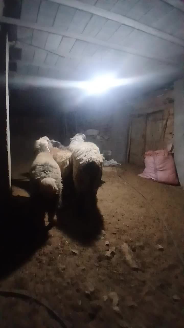 قوچ بختیاری میش رون .وسه راس میش داشتی جوان|حیوانات مزرعه|کامفیروز, |دیوار