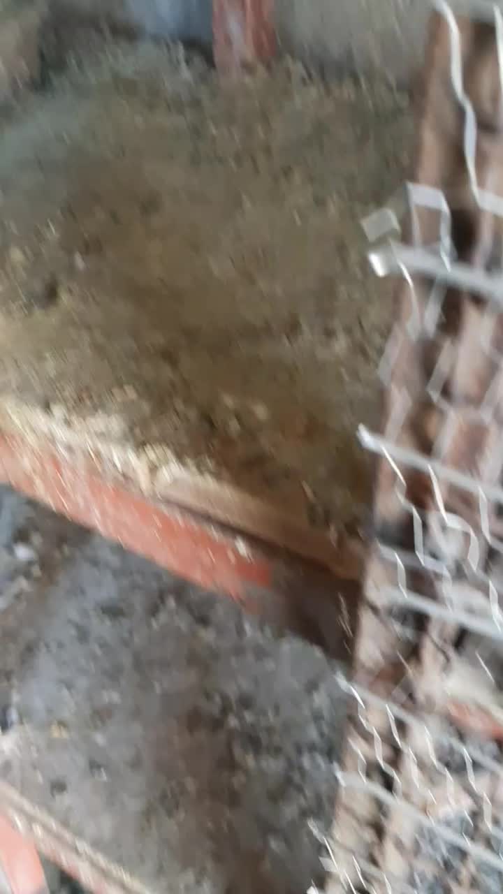 کبوتر سینه دمسیاه|پرنده|لالجین, |دیوار