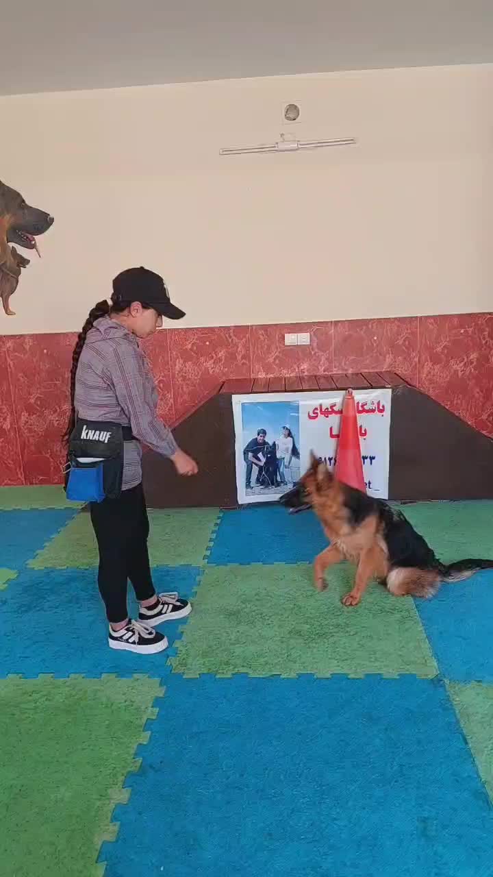 سگ ژرمن|سگ|ماهدشت, |دیوار