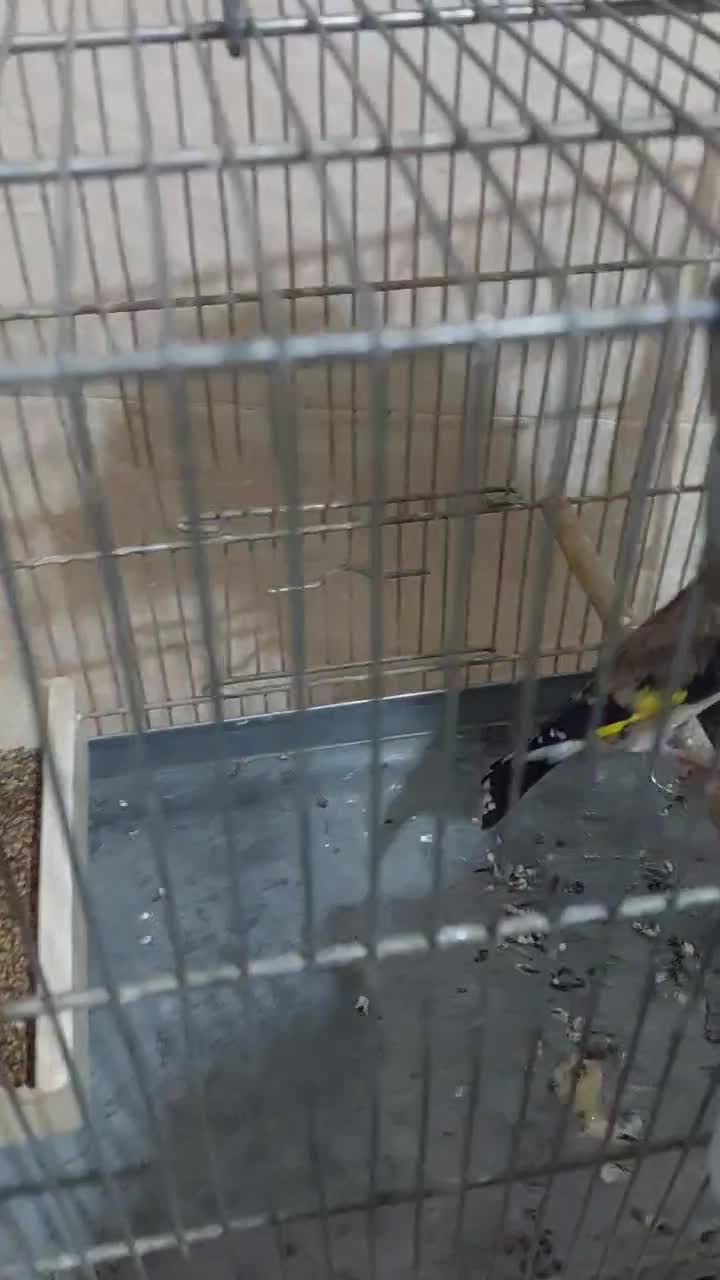 سهره سیاهسر نر|پرنده|تهران, مسعودیه|دیوار