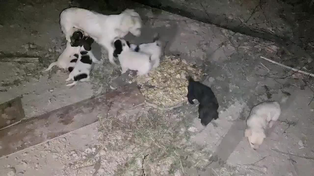 توله سگ پاکوتاه|سگ|هشتگرد, تهران دشت|دیوار