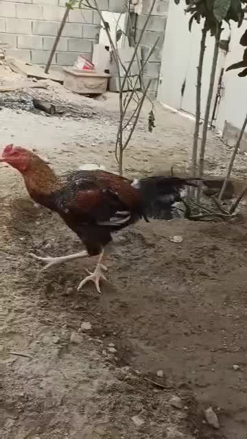 خروس لاری ترک|حیوانات مزرعه|بندرعباس, |دیوار