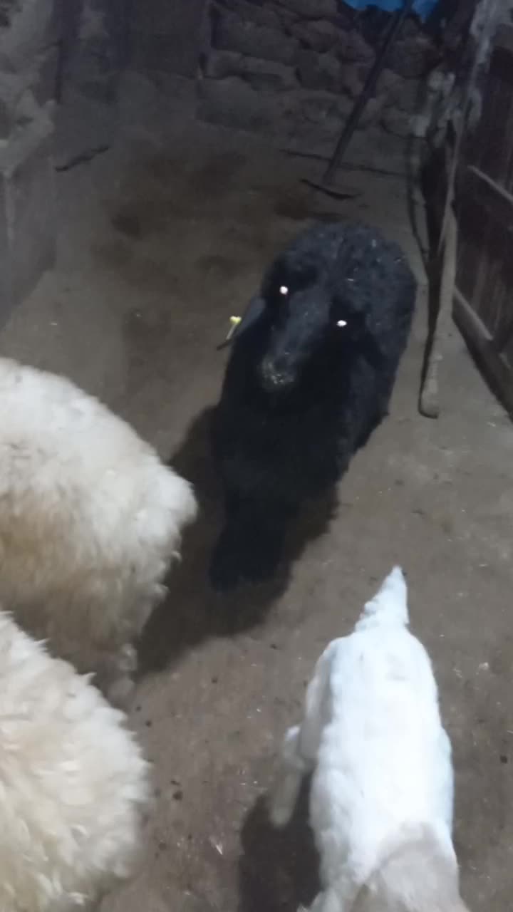 سه عدد بره پای پروار|حیوانات مزرعه|الیگودرز, |دیوار