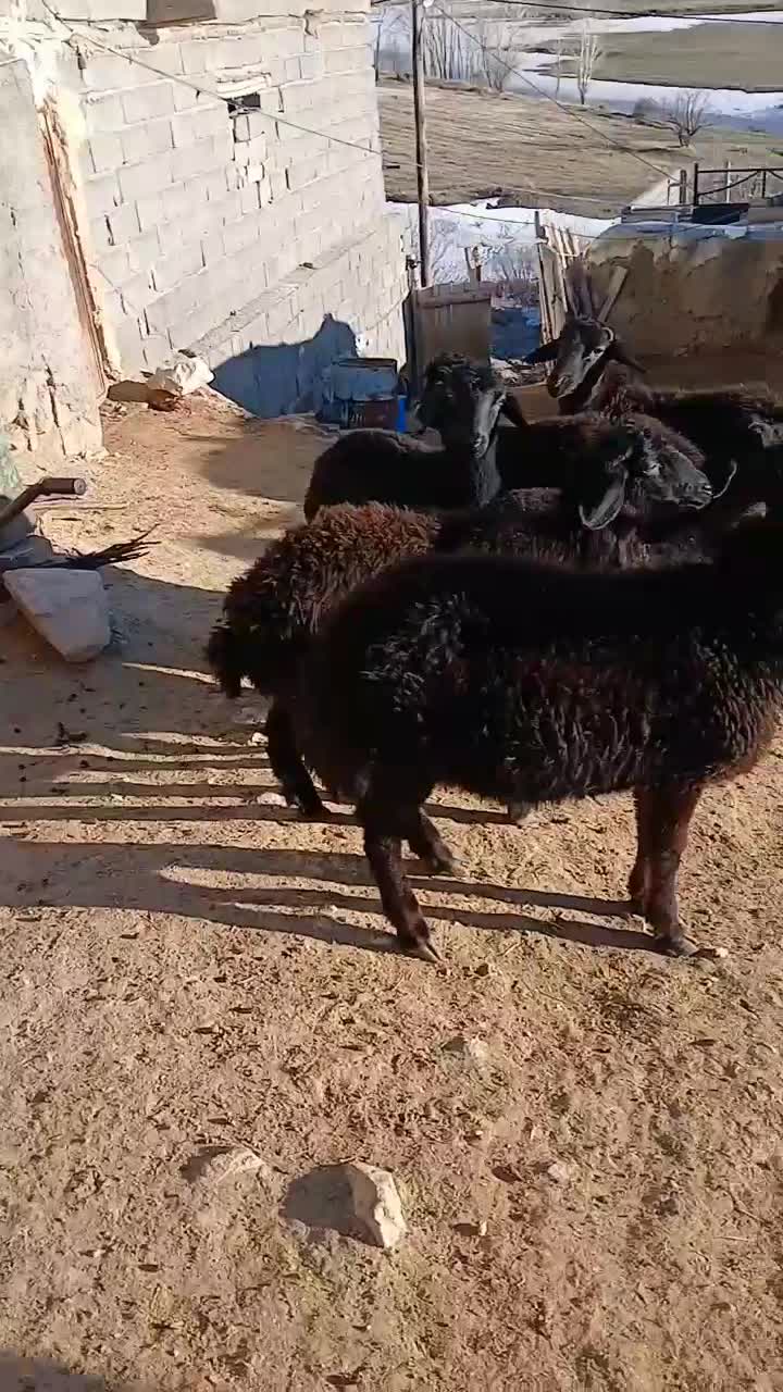 ۲۱۰۰۰۰۰۰|حیوانات مزرعه|زنجانرود, |دیوار