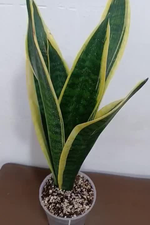 سانسوریا کرواتی ابلق|گل و گیاه طبیعی|خمینی‌شهر, |دیوار