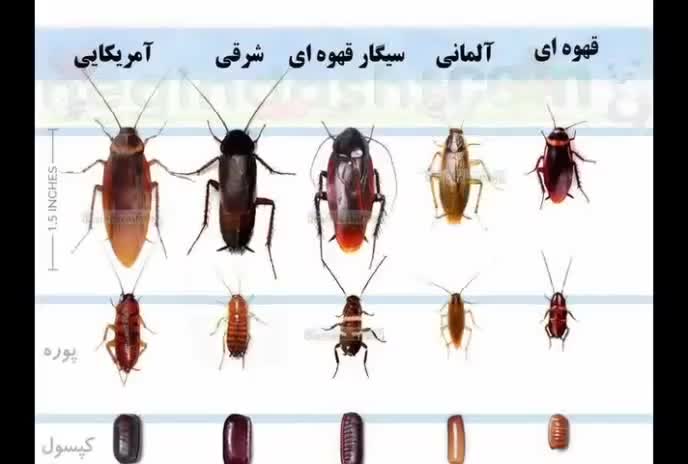 خدمات سمپاشی قشم روستاهای اطراف قشم|خدمات نظافت|قشم, |دیوار