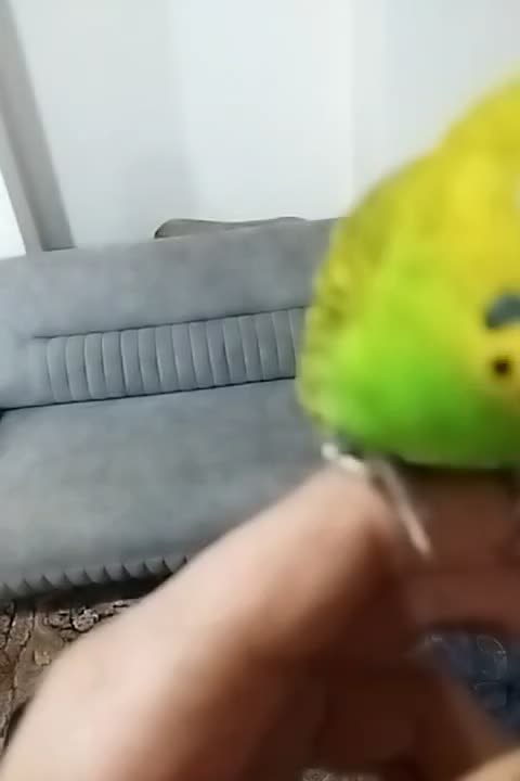 مرغ عشق دستی بالغ با قفس|پرنده|دوگنبدان, |دیوار