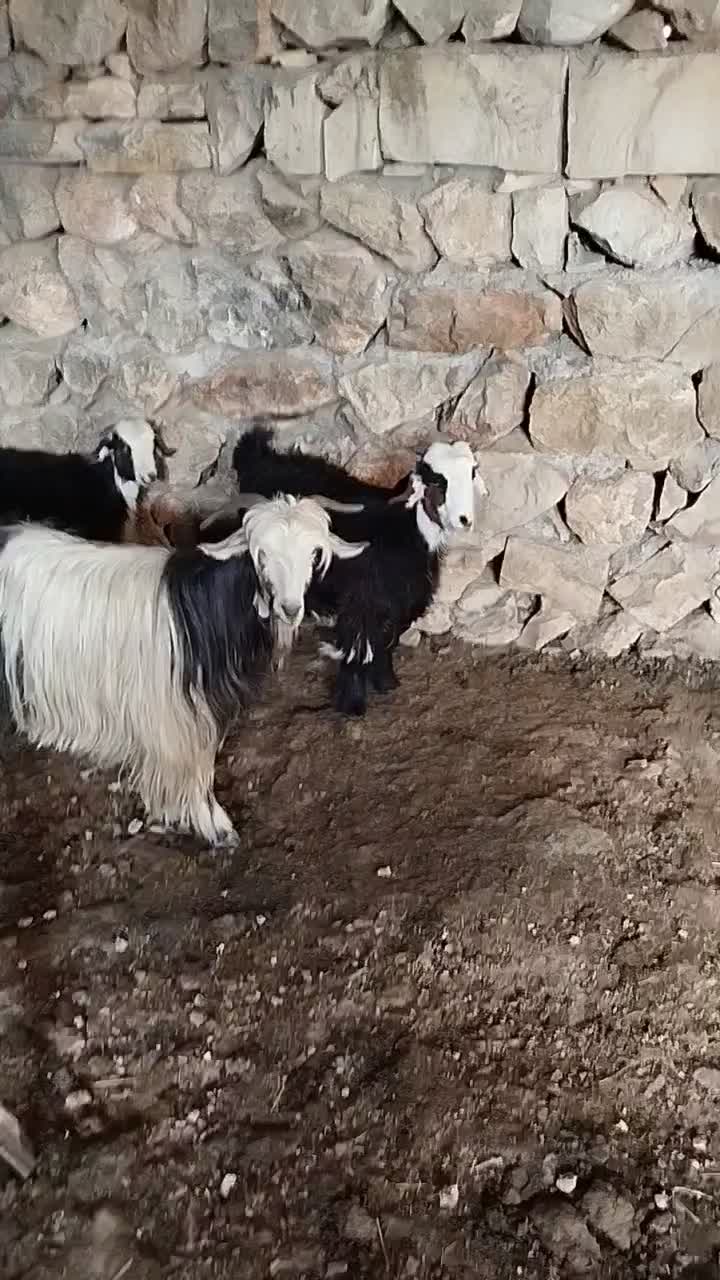 تیر بز|حیوانات مزرعه|ایذه, |دیوار
