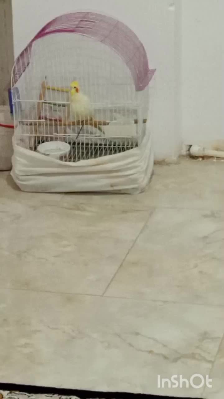 عروس هلندی|پرنده|گالیکش, |دیوار