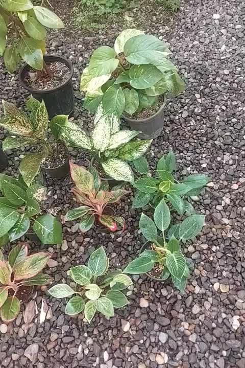 گل اگلونما|گل و گیاه طبیعی|رشت, کوی طالقانی|دیوار