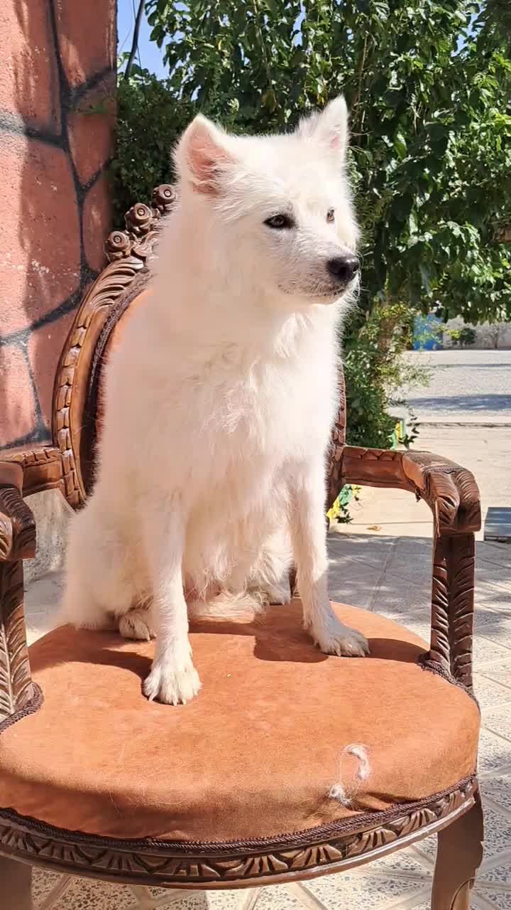 ژرمن موکوتاه ماده سامویید نر و ژرمن بلک|سگ|تهران, وردآورد|دیوار