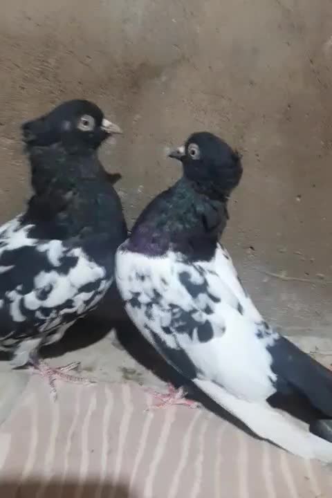 کبوتر|پرنده|شیراز, شهرک مدرس|دیوار
