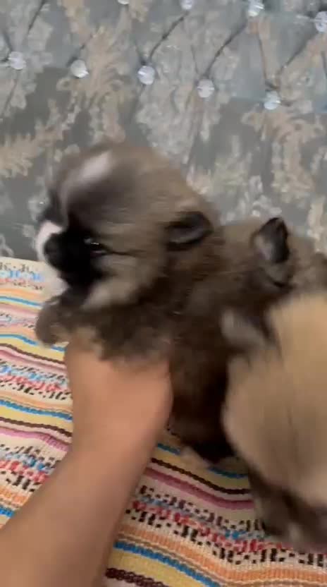 سگ پامر پامرین اصیل بوفیس خرسی|سگ|تهران, الهیه|دیوار