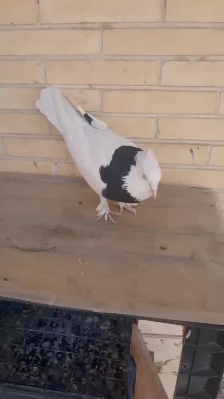 کفتر طوقی|پرنده|یزد, |دیوار