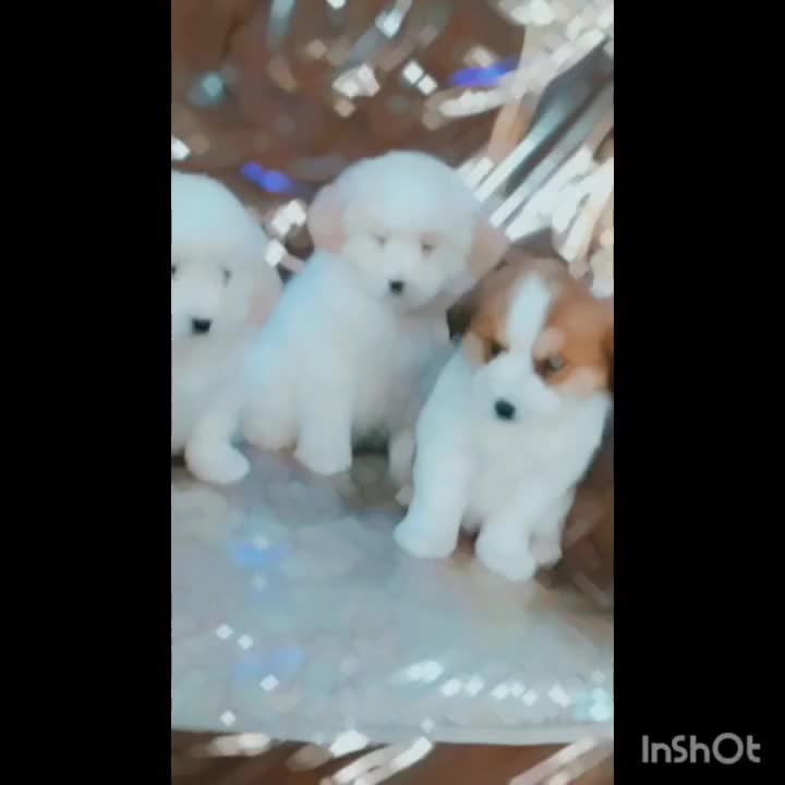 واگذاری سگ پاپی خوشگل بازی گوش|سگ|اصفهان, بهارستان|دیوار