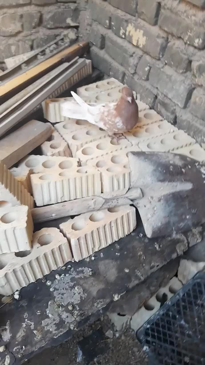 کبوتر سینه ای|پرنده|کوه چنار, |دیوار