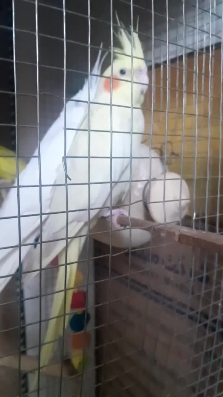 عروس هلندی نرو ماده بالغ|پرنده|زابل, |دیوار