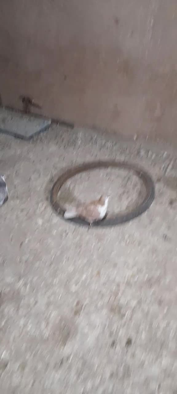 کفتر|پرنده|نیشابور, مازول|دیوار