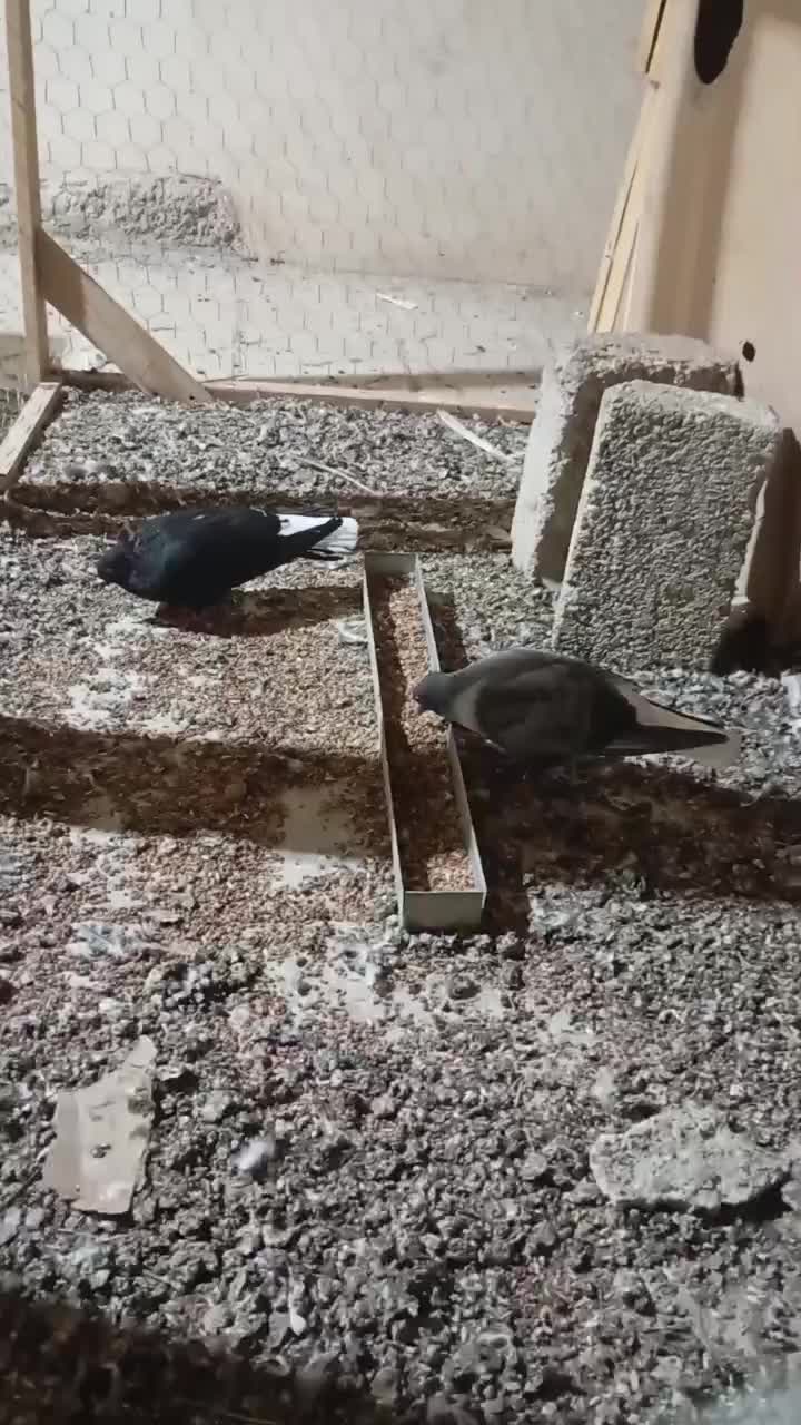 کبوتر دمسفید|پرنده|داراب, |دیوار