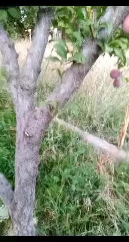 خدمات باغبانی حرس وبیل زنی دور درختان|خدمات باغبانی و درختکاری|زنجان, |دیوار