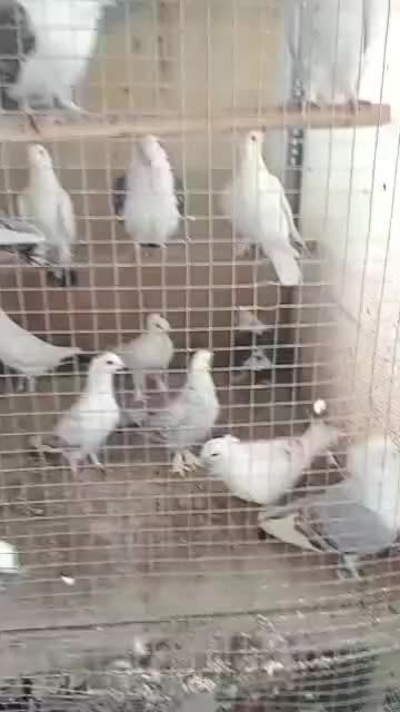 بلژیکی سفید موشی فر|پرنده|یزد, |دیوار