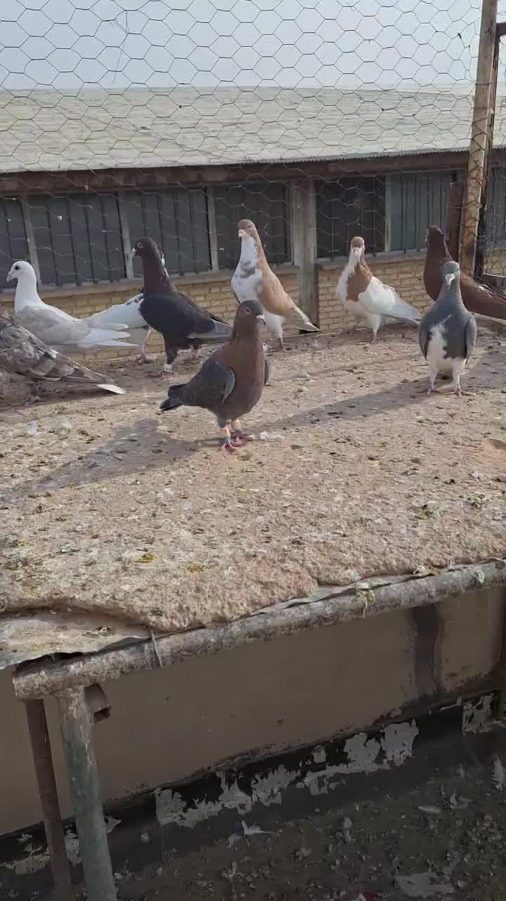 ۱۱ تا کفتر رنگی|پرنده|شیراز, پودنک|دیوار