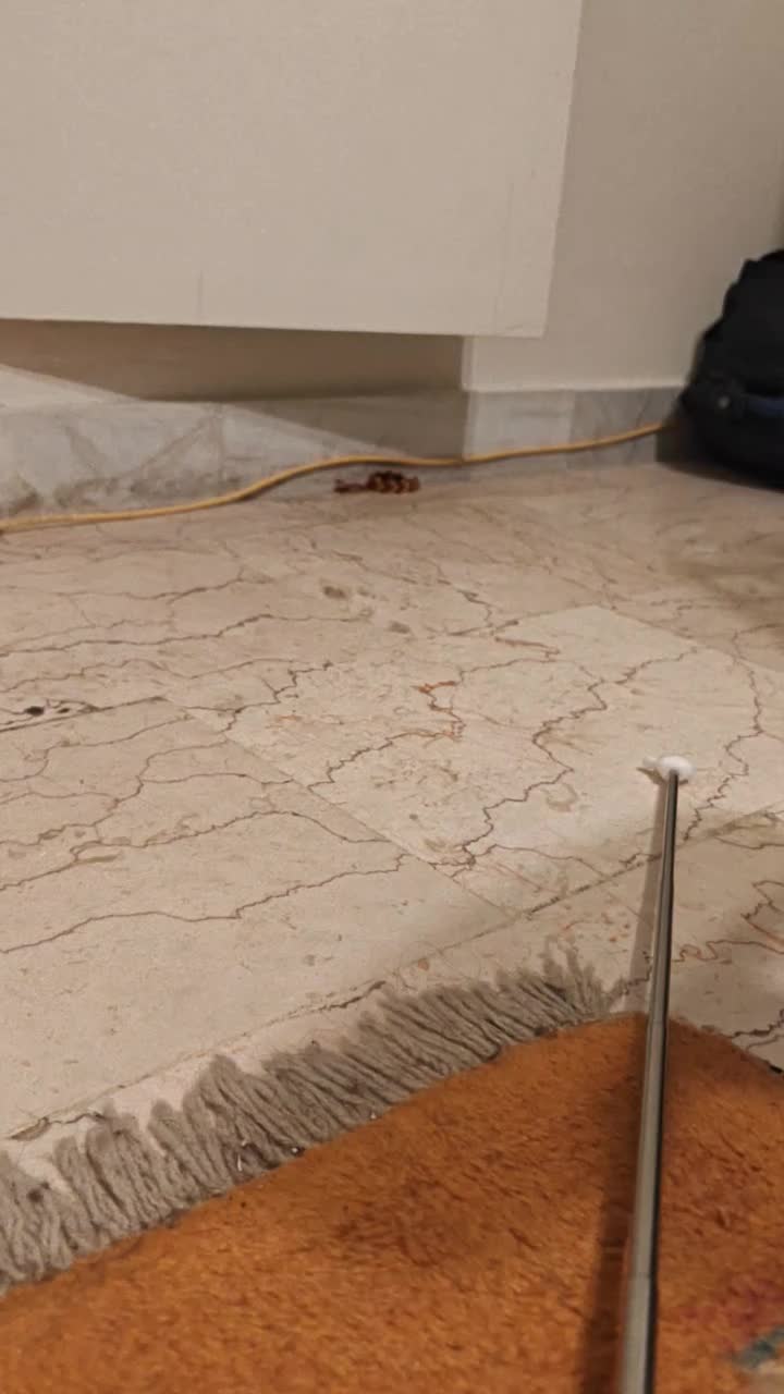 واگذاری گربه دو ماهه|گربه|تهران, المهدی|دیوار