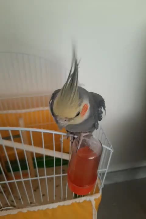 عروس هلندی|پرنده|خمینی‌شهر, |دیوار