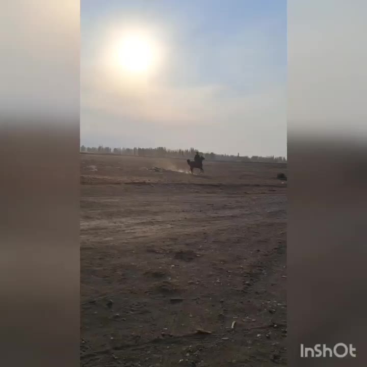 اسب|اسب و تجهیزات اسب‌سواری|سلماس, |دیوار