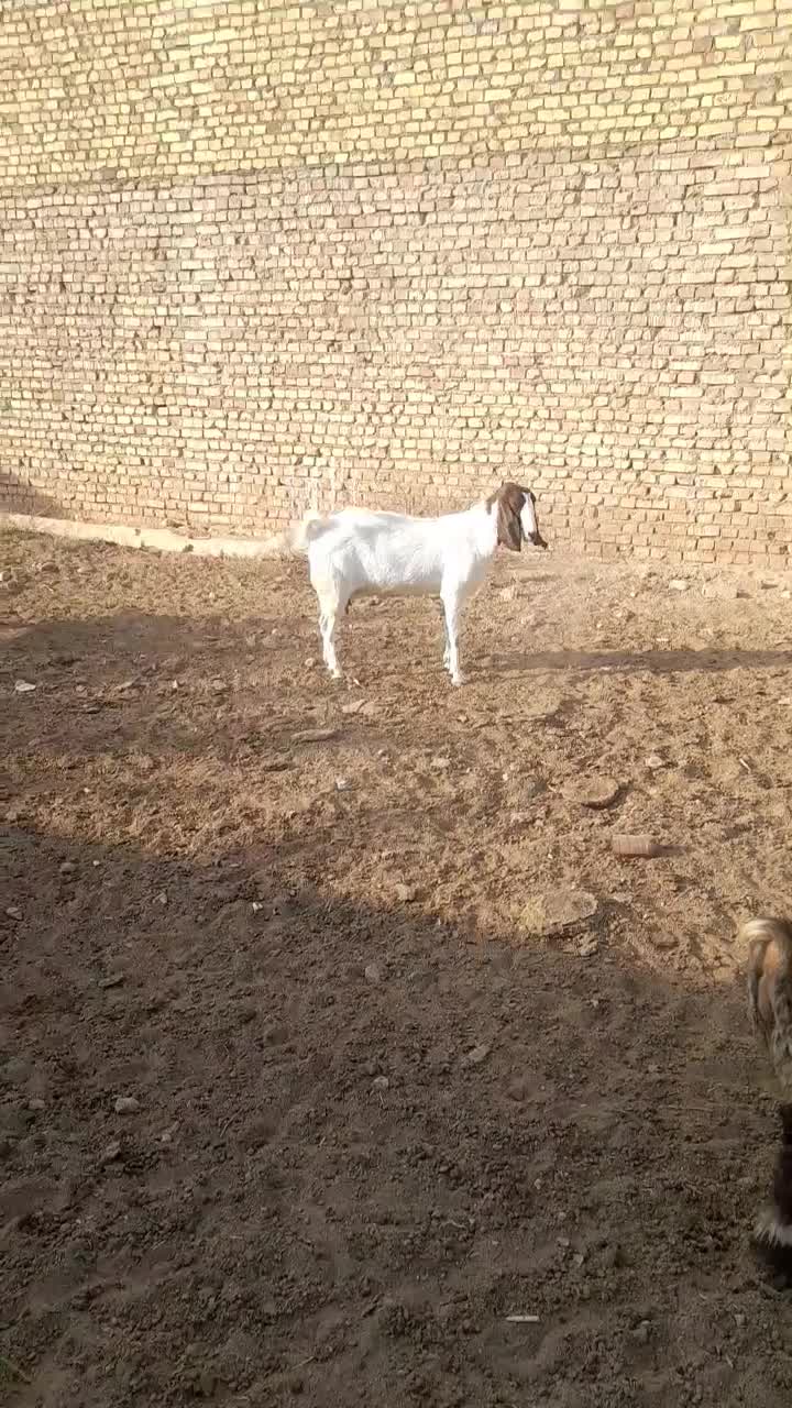 گوسفند|حیوانات مزرعه|میبد, |دیوار