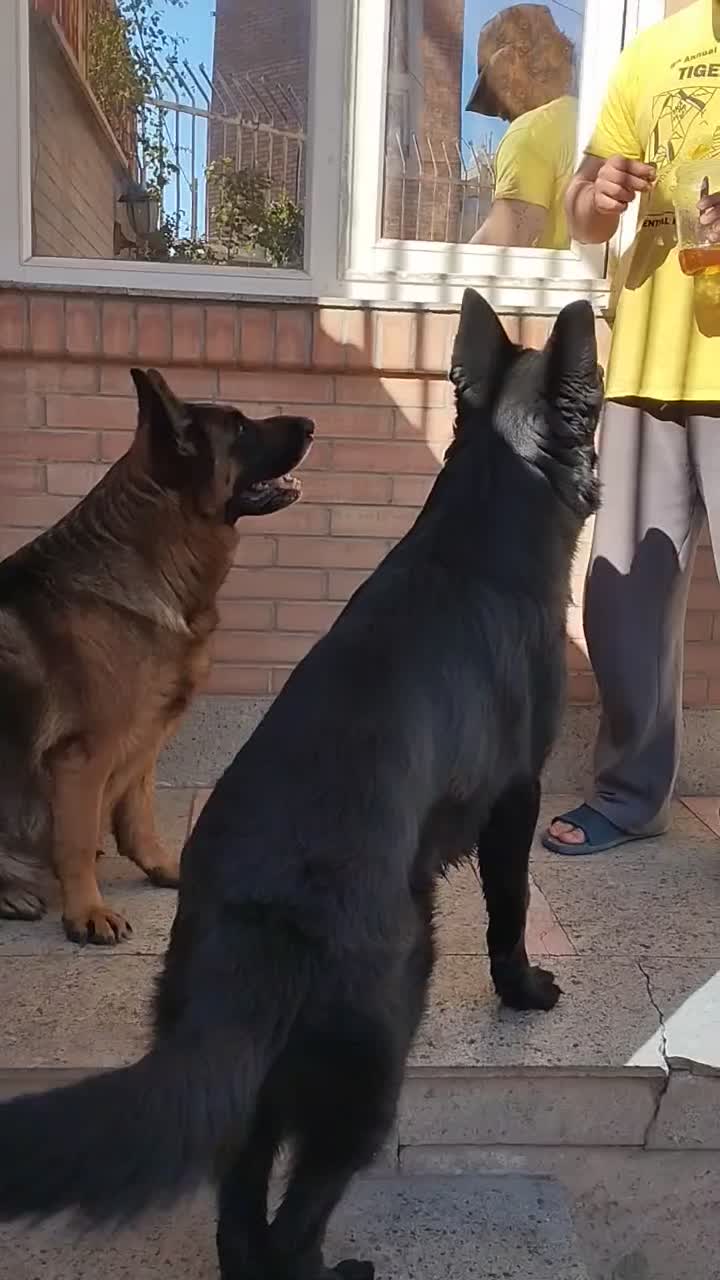 توله ژرمن|سگ|اصفهان, بهارستان|دیوار