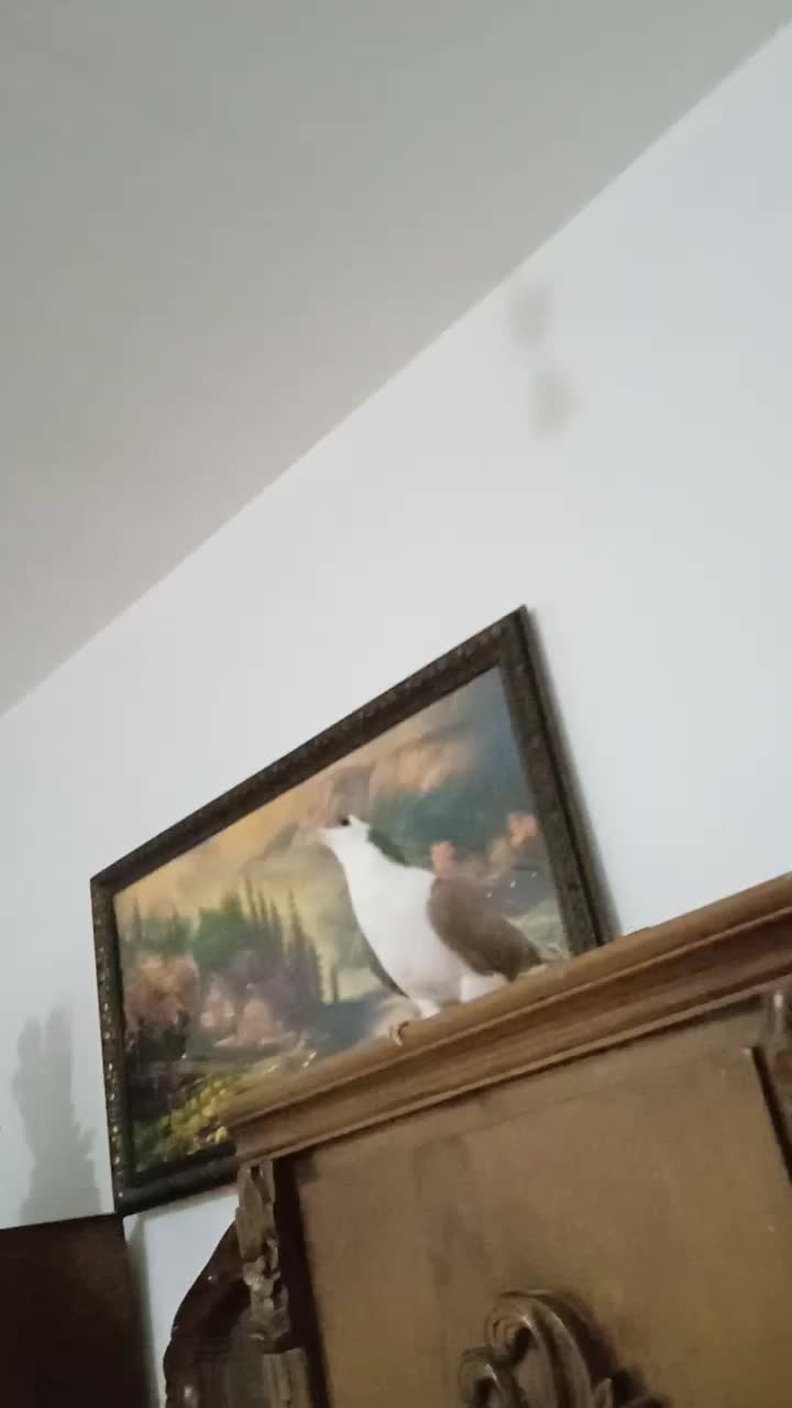 کفتر دمگیر سرخ پشت|پرنده|عسگران, |دیوار