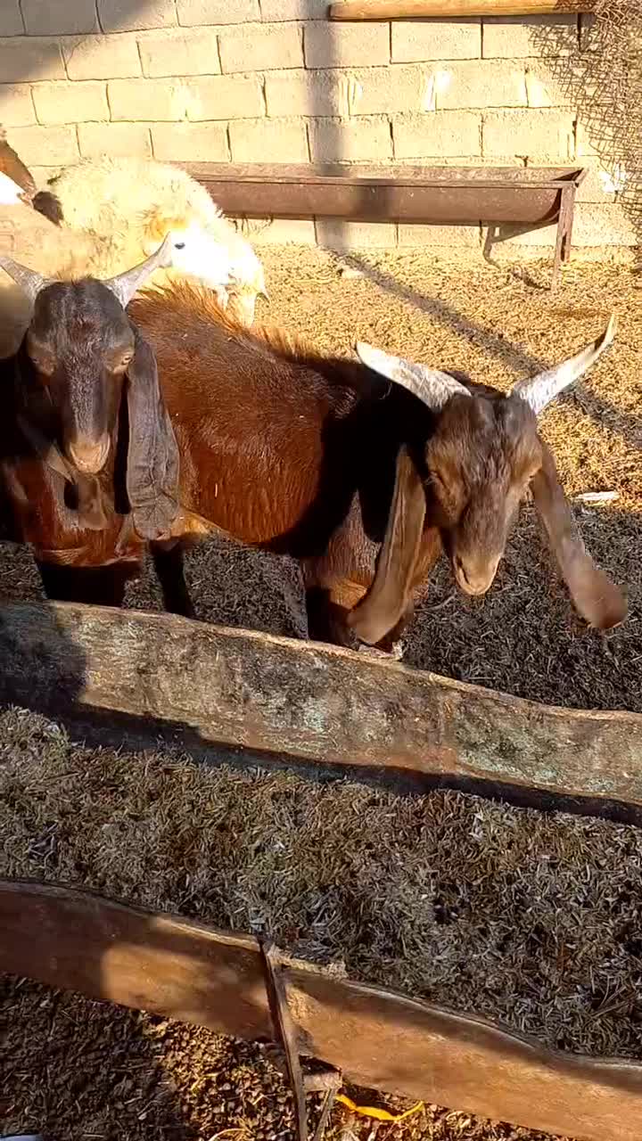 بزافغانی نر|حیوانات مزرعه|اهواز, کوی ابوالفضل|دیوار