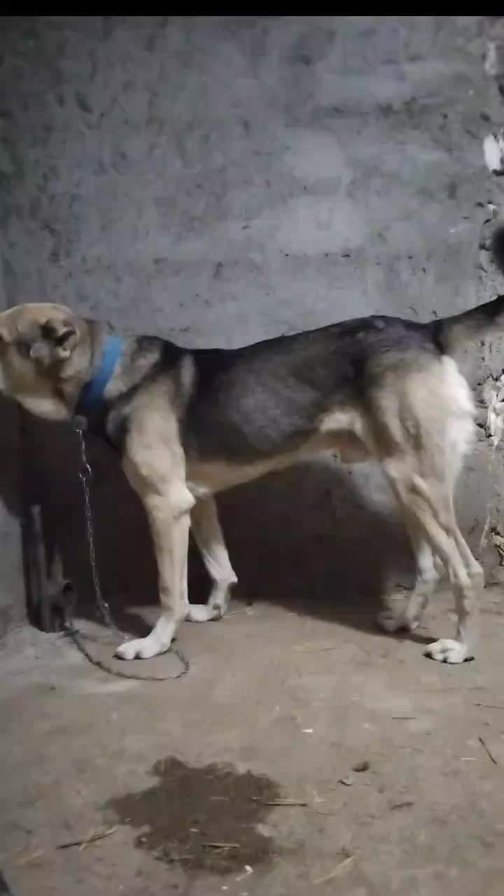 واگذاری سگ ۱۵ماهه پژدر نسل آبی سقز|سگ|اردبیل, |دیوار