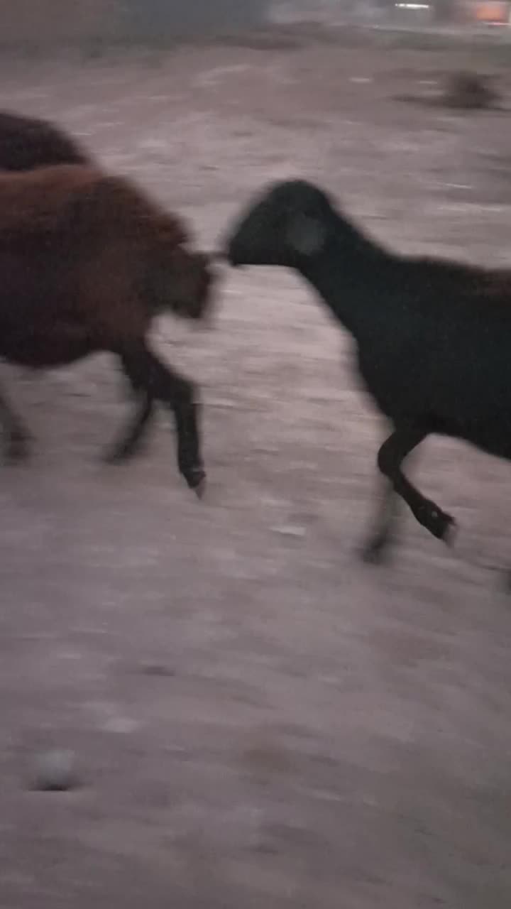 40راس کاور۲دندان  فروشی|حیوانات مزرعه|مشهد, آبکوه|دیوار