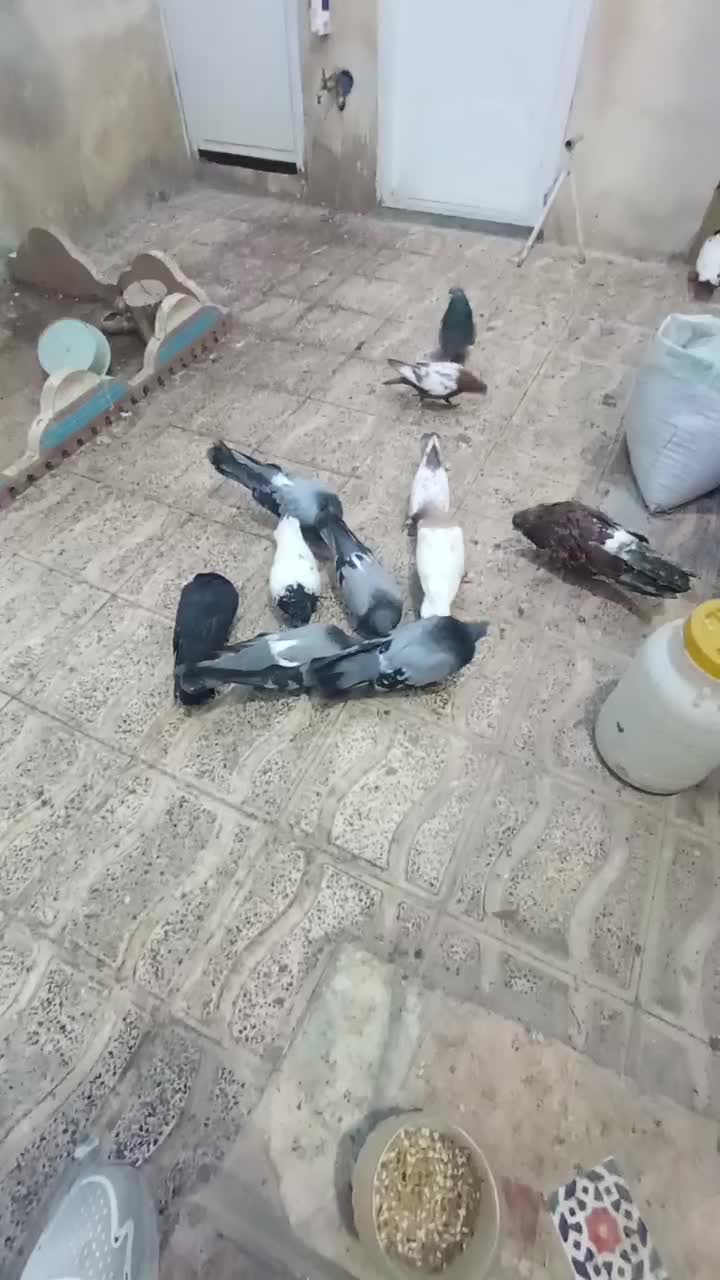 چند جفت کفتر|پرنده|میانه, |دیوار