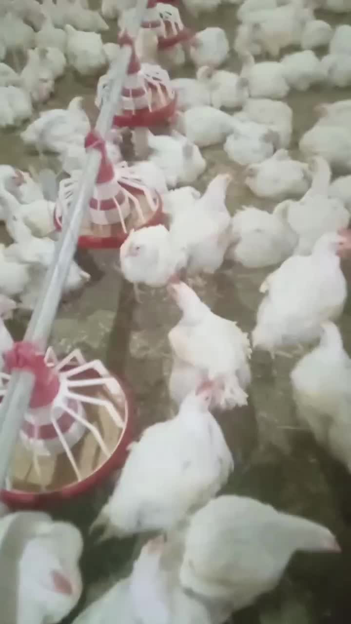 فروش مرغداری4200 متری با امکانات تمام اتومات|فروش دفتر صنعتی، کشاورزی، تجاری|سروستان, |دیوار