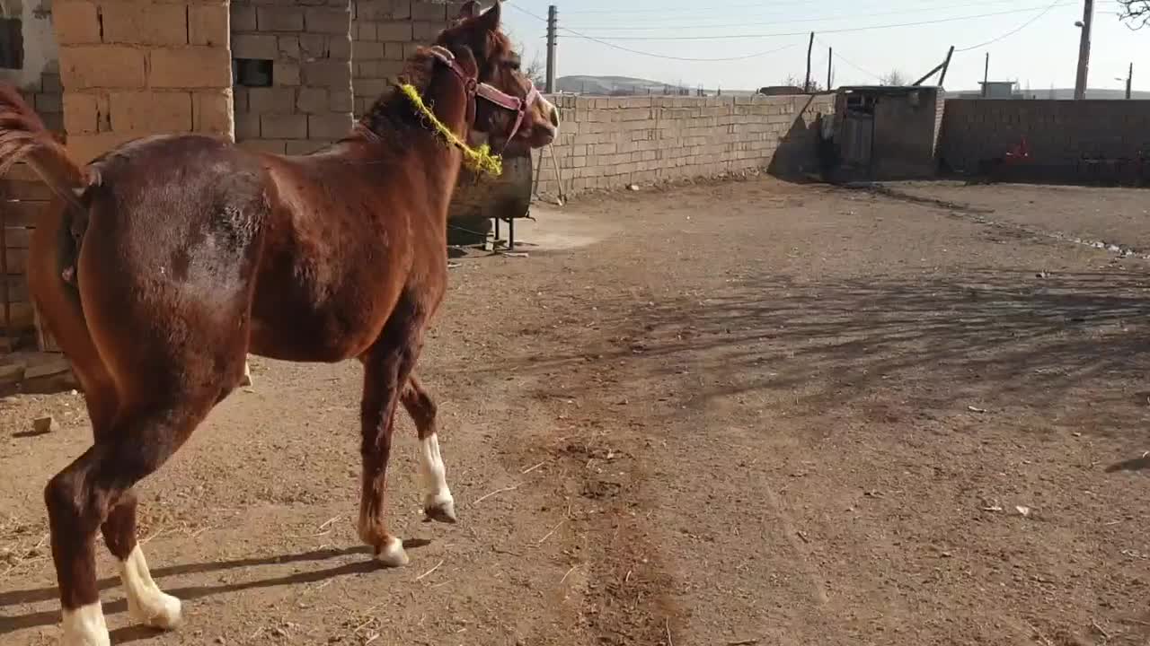 اسب|اسب و تجهیزات اسب‌سواری|کاغذکنان, |دیوار