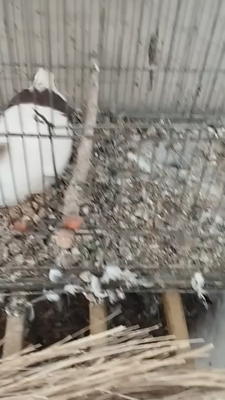 کبوتر طوقی|پرنده|فولادشهر, B2|دیوار