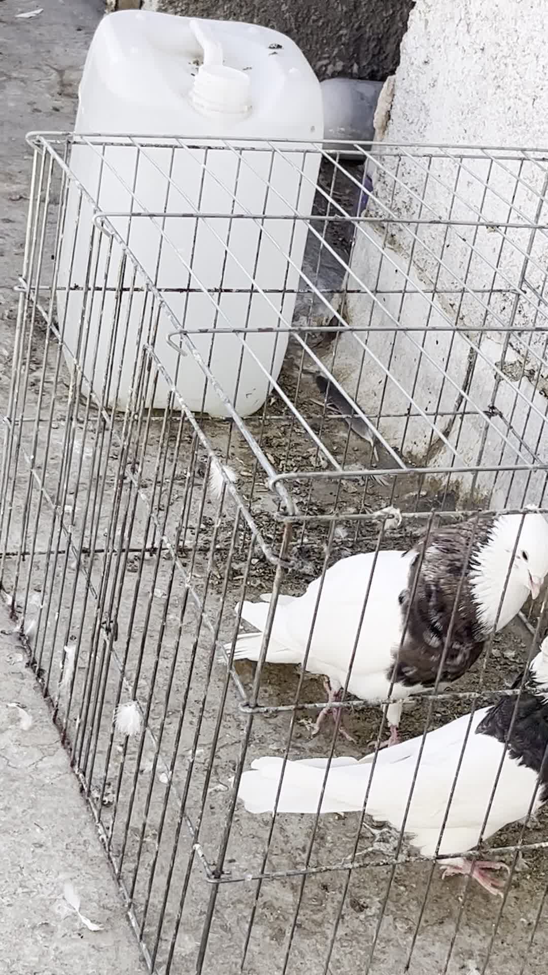 کبوتر طوقی|پرنده|سیریک, |دیوار