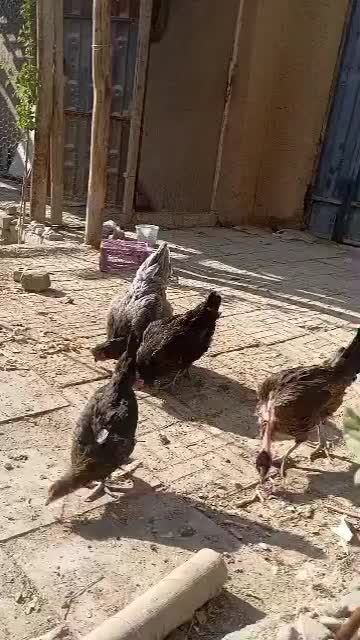 مرغ تخم گذار گلپایگانی|حیوانات مزرعه|پیر بکران, |دیوار