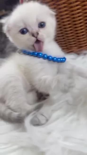 گربه اسکاتیش و بریتیش اصیل جذاب|گربه|گرگان, |دیوار