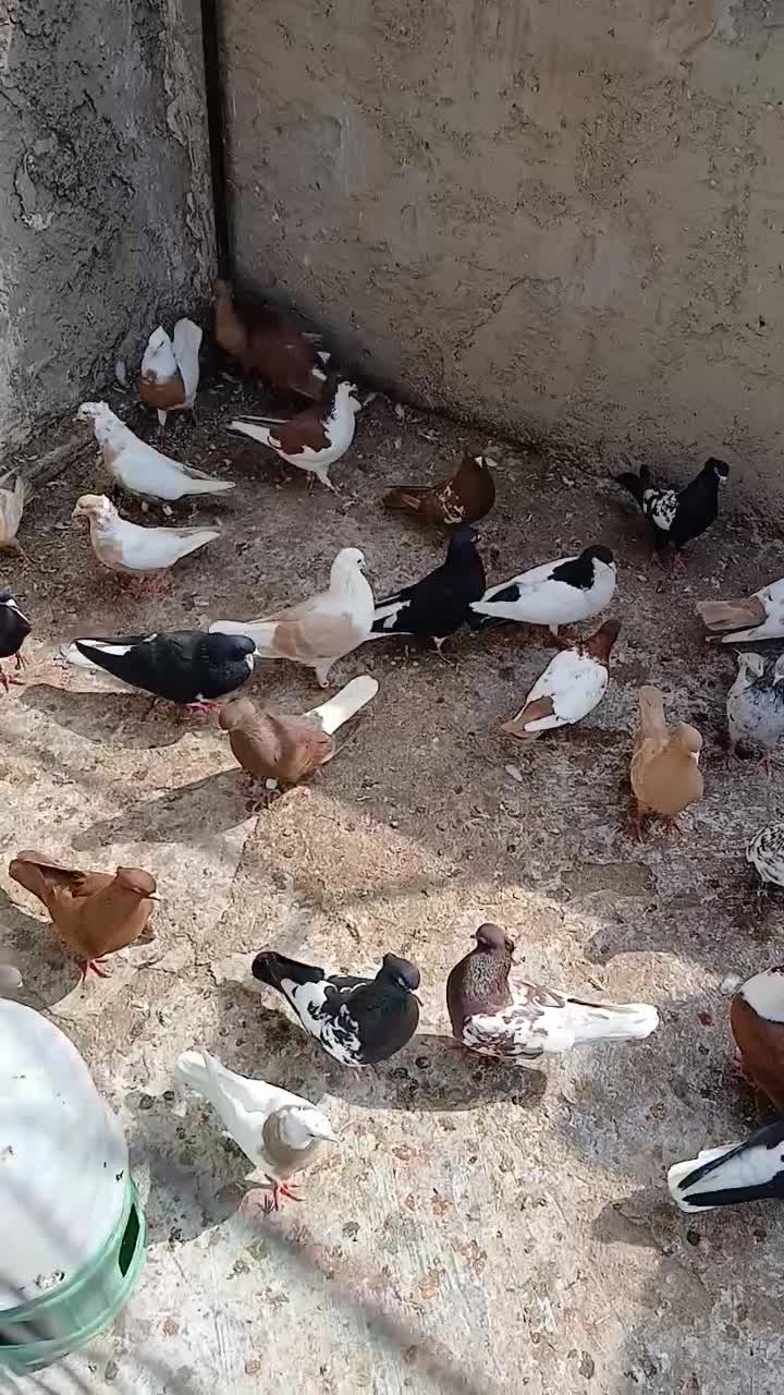 کفتر رنگی|پرنده|اهواز, امانیه|دیوار