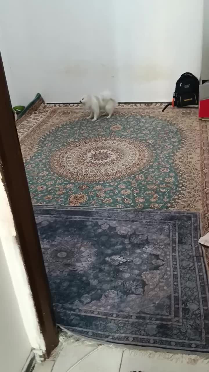 سگ پامرین اصیل|سگ|پیشوا, |دیوار