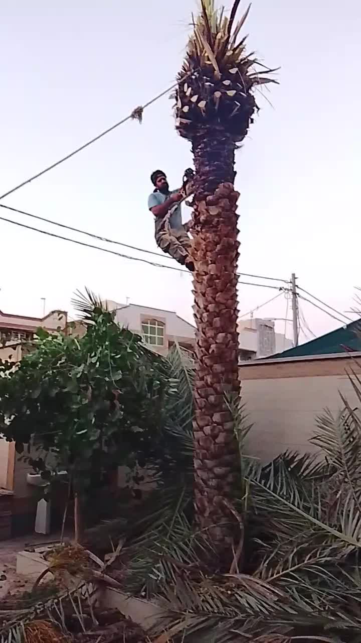 بریدن درخت و نخل و هرس نخل و تقویت و سمپاشی نخل|خدمات باغبانی و درختکاری|اهواز, نادری|دیوار