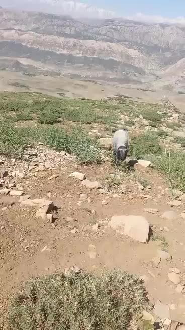 نرمیش|حیوانات مزرعه|لالی, |دیوار