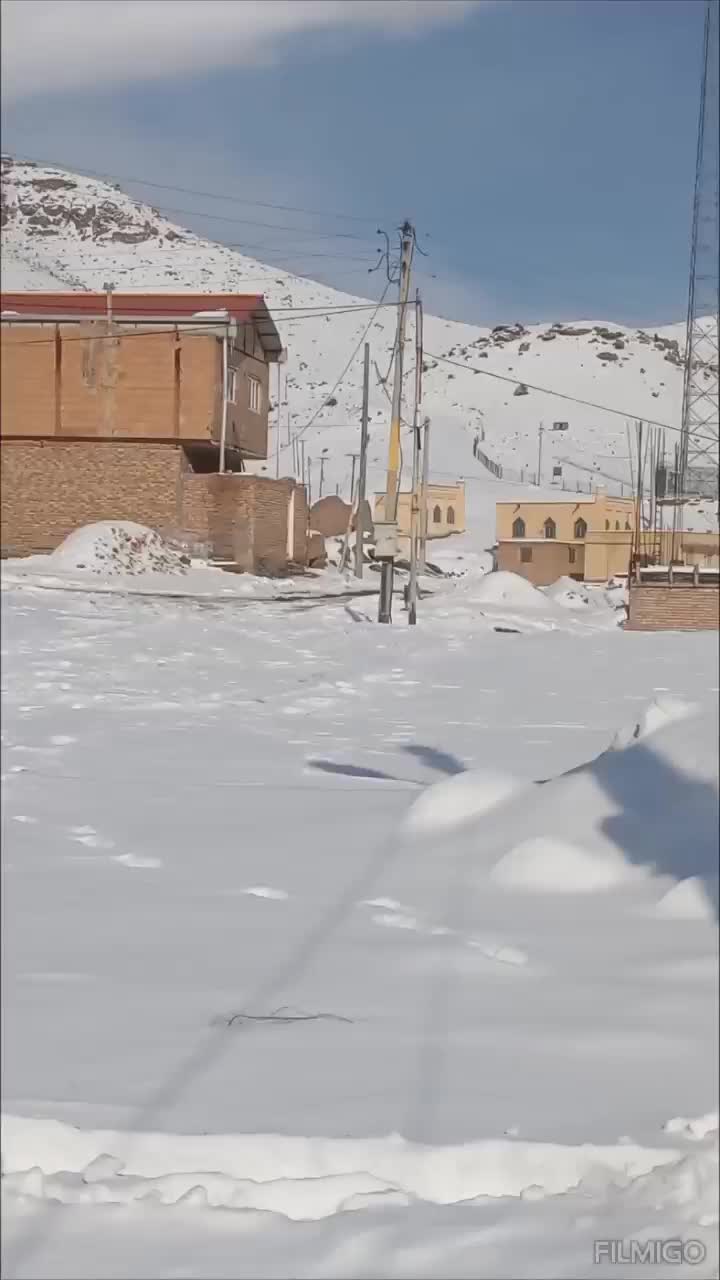 سگ سرابی ماده|سگ|تبریز, |دیوار