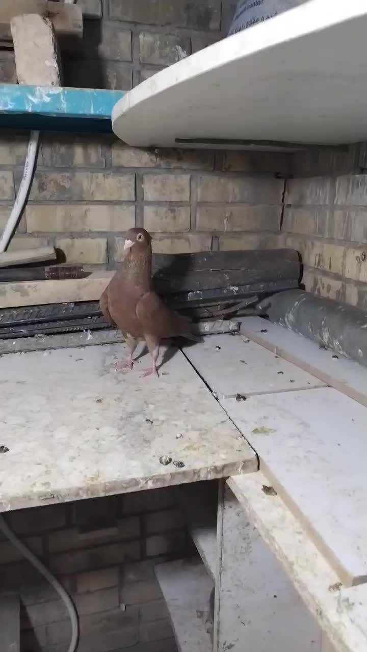 کبوتر قشنگ و ذات دار|پرنده|طسوج, |دیوار